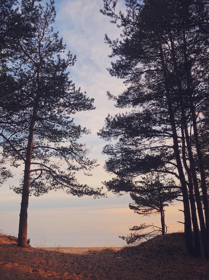 хугге сосны 1.jpg