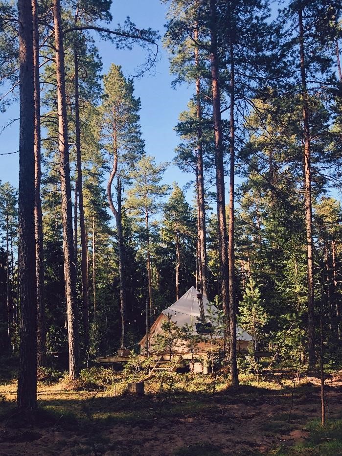 хугге сосны 2.jpg