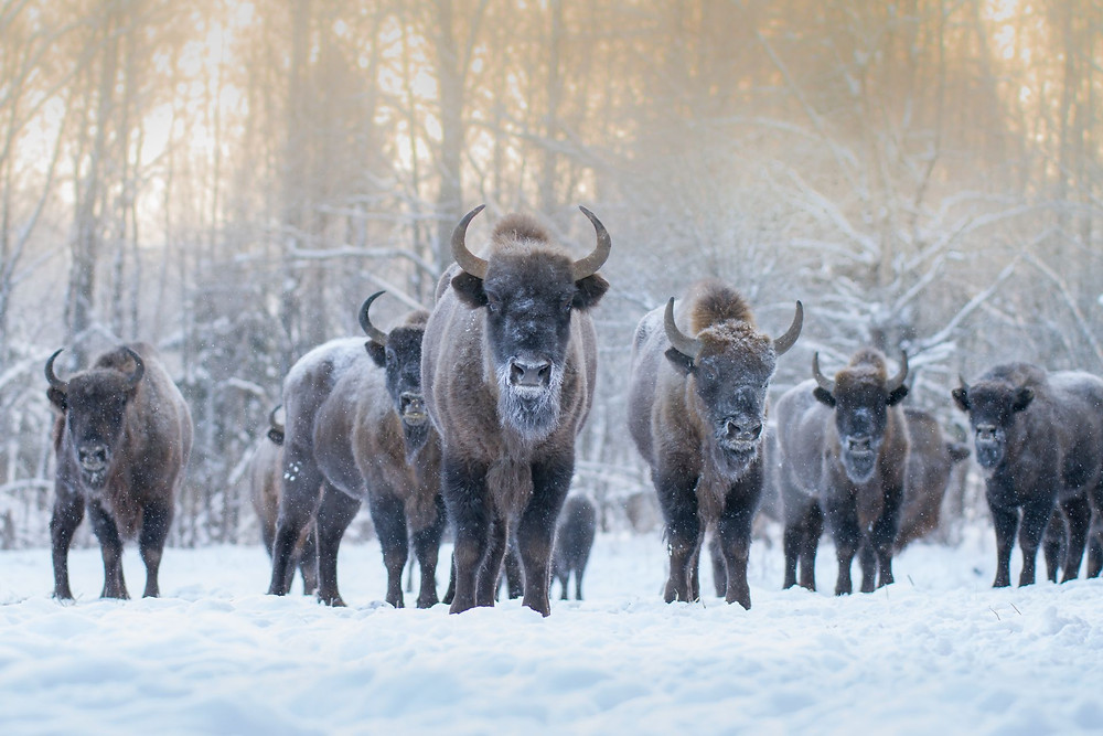 калужские щзасеки.jpeg